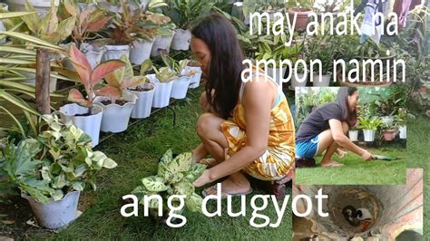 Aming Ampon .